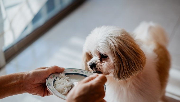Могут ли собаки есть рис?