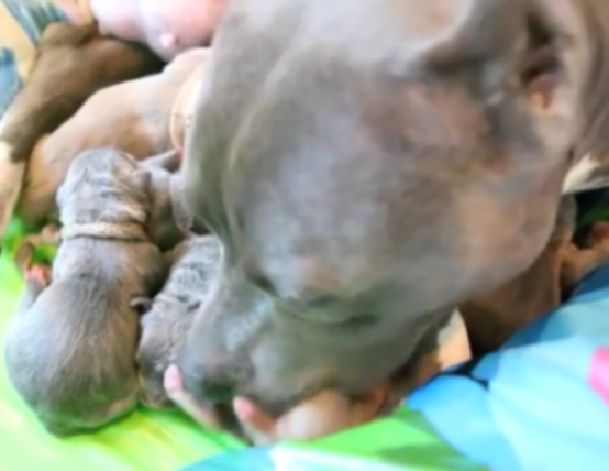 Видео первого дня щенков питбуля на земле