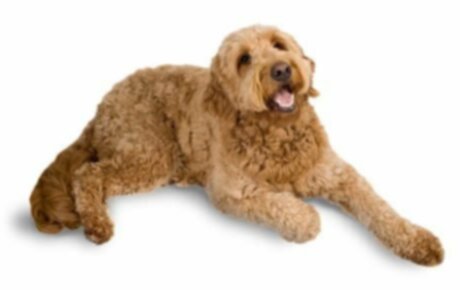 Goldendoodle