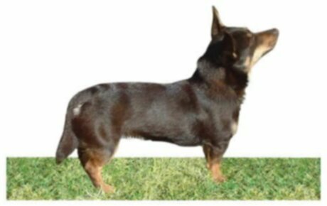 Lancashire Heeler