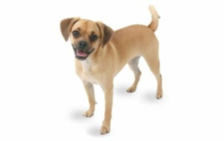 Puggle