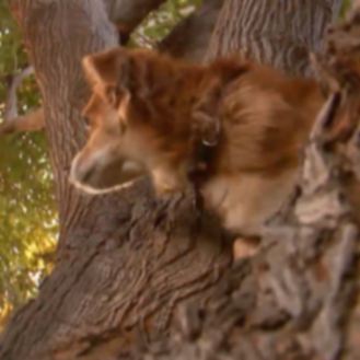 Собака-лазающая по деревьям восхищает окрестностями