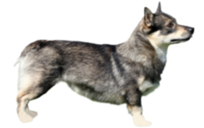 Шведский Vallhund