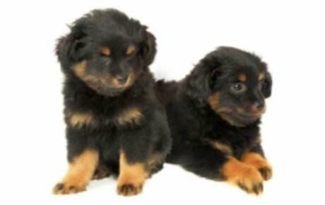 Yorkipoo