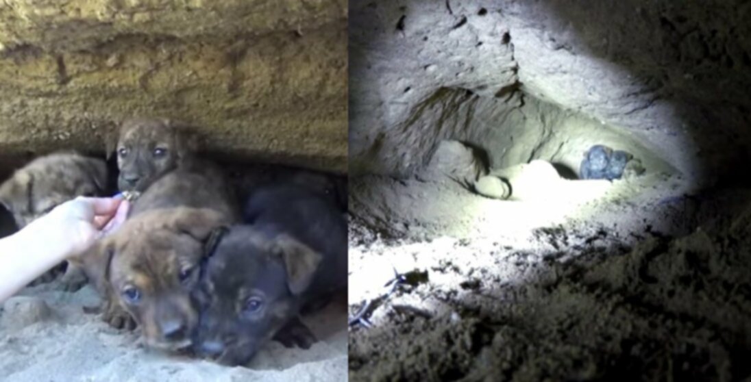 Щенки спасены из пещеры 18 футов под землей [ВИДЕО]