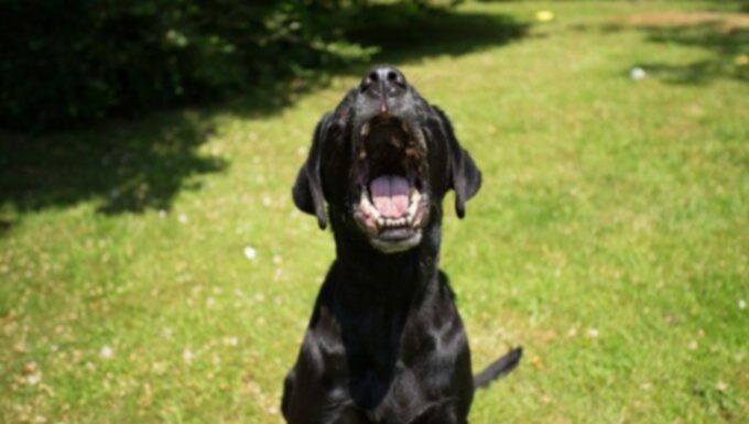 Агрессия собаки по отношению к другим собакам: предупреждающие знаки, лечение и профилактика