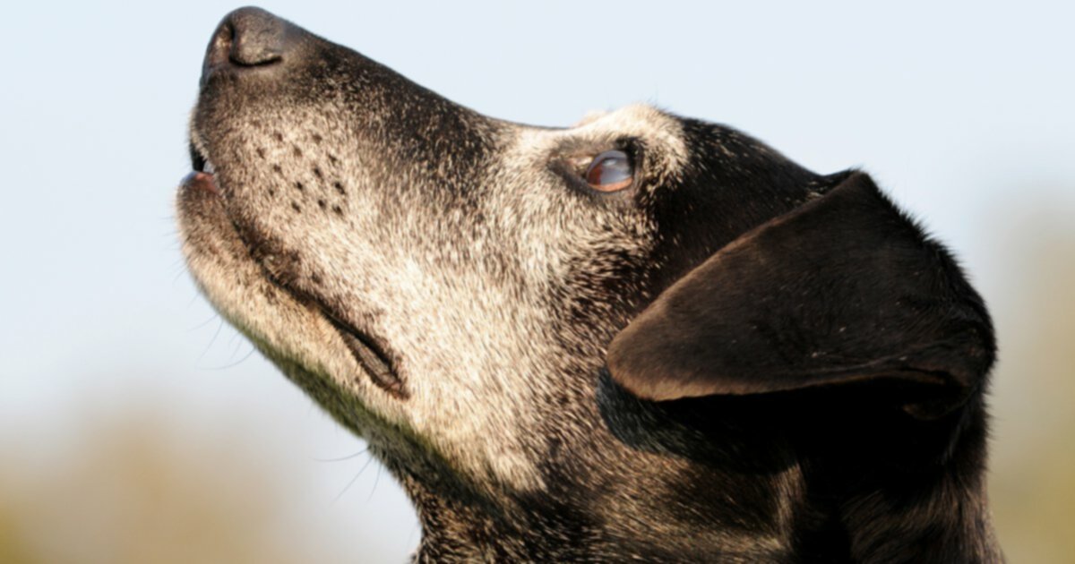 5 способов приспособиться к жизни со взрослой собакой