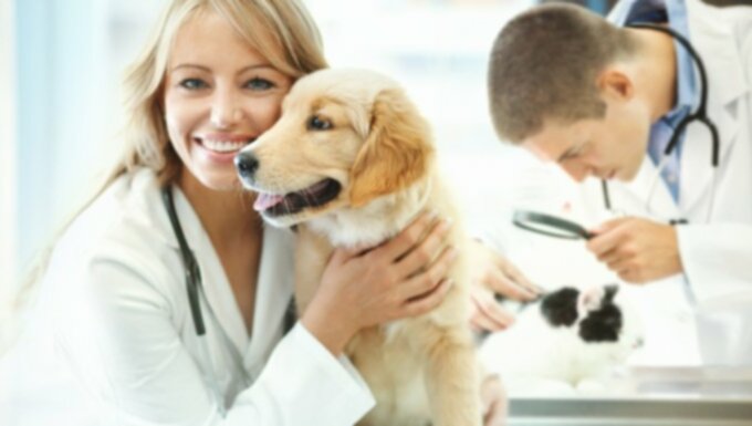 Альтернативная медицина: что такое гомеопатия для собак?