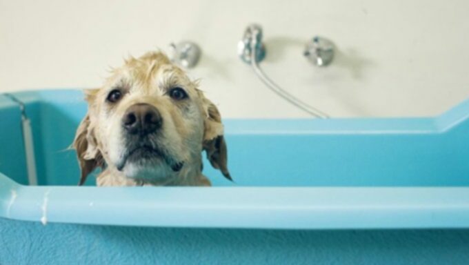 Собаки 101: все, что вам нужно знать о купании собаки
