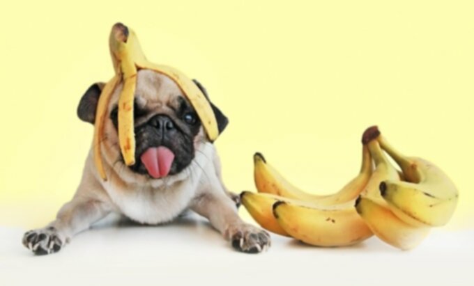 Рецепт угощения для собак с бананом и ниллой