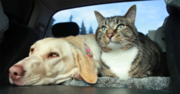 Поездка: 7 советов по безопасности в автомобиле для домашних животных