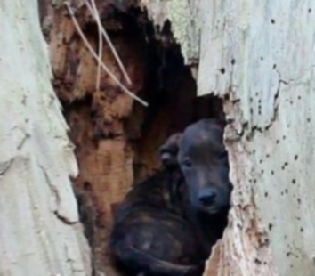 Бездомную собаку нашли живущей на дереве