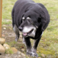 Elderly Lab наслаждается жизнью местной легенды