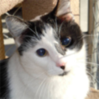 Встречайте обладателя гранта Petties Grant в размере 10 тысяч долларов в 2013 году: Blind Cat Rescue & Sanctuary
