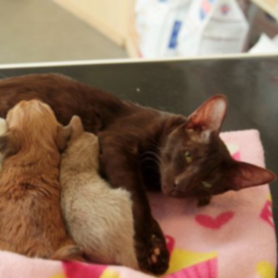 Новорожденного щенка ши-тцу усыновила сиамская кошка