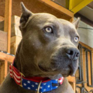Питбуль назван «Американской собакой-героем» на церемонии вручения премии Hero Dog Awards 2013