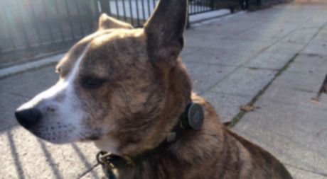 30 дней с монитором активности Whistle dog