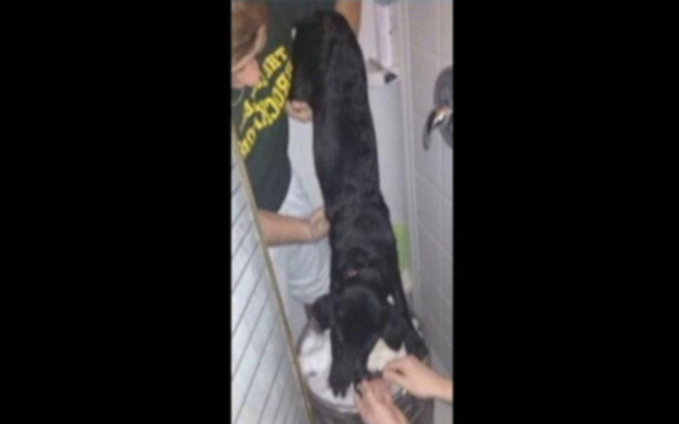 Двое студентов колледжа арестованы после того, как фотография подставки с бочонками для собак стала вирусной