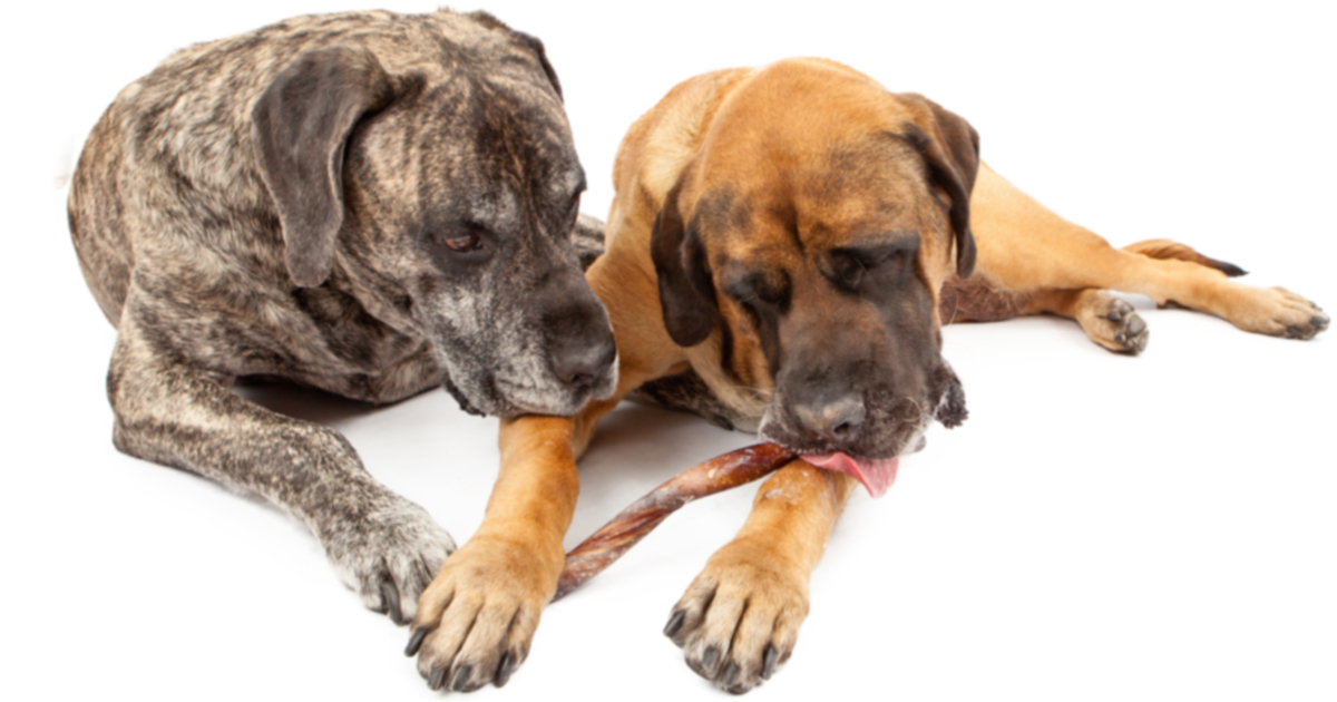 FDA сообщает, что из-за вяленого угощения погибло более 1000 собак