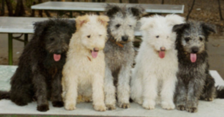 Десять уникальных черт собак