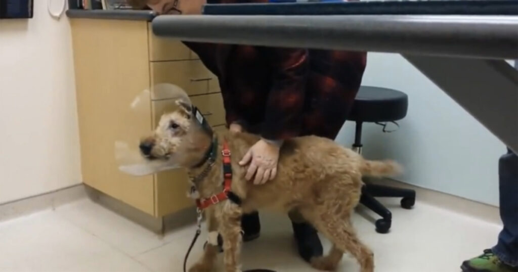 Слепой пес очень обрадовался, увидев свою семью впервые после операции по спасению зрения