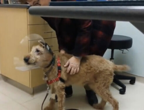 Слепой пес очень обрадовался, увидев свою семью впервые после операции по спасению зрения