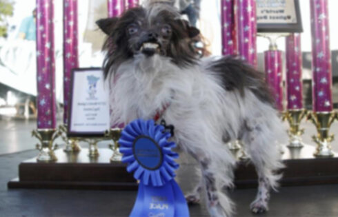 Матт стал победителем конкурса самых уродливых собак в мире 2014