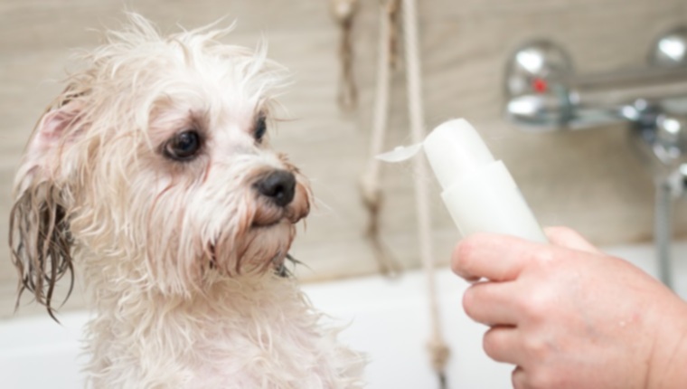 Dogs 101: все, что вы должны знать о шампуне для собак