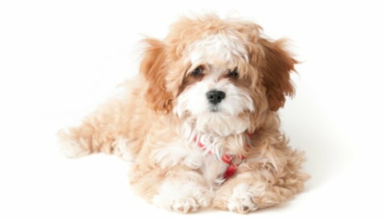 Cavapoo