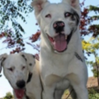 Слепая собака и глухая собака становятся неразлучными друзьями