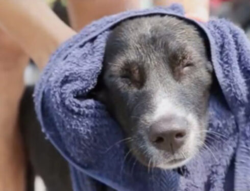 Мытье бродячих собак в Таиланде - один из способов показать свою любовь к собакам
