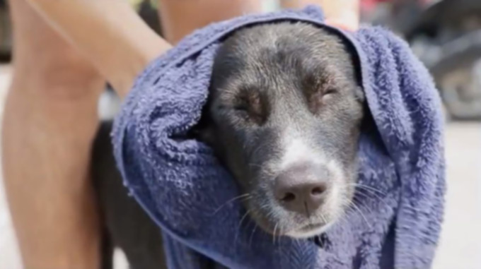 Мытье бродячих собак в Таиланде — один из способов показать свою любовь к собакам