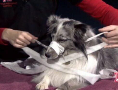 Как сделать намордник собаки из марли или ткани