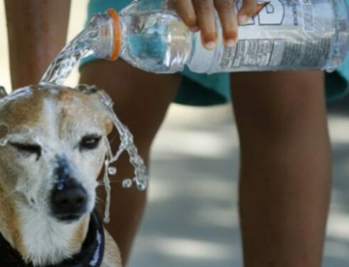 Безопасность летом: как обнаружить и предотвратить тепловой удар у собак