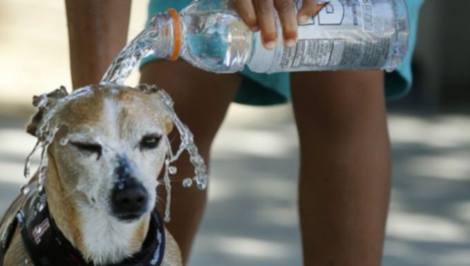 Безопасность летом: как обнаружить и предотвратить тепловой удар у собак