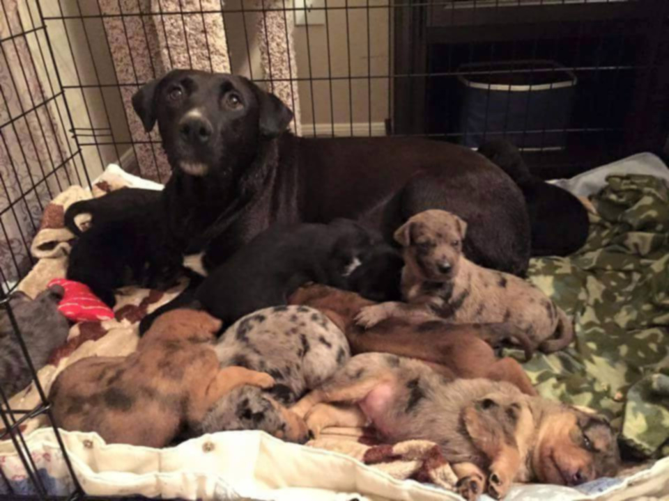 Собака-герой спасла маму и 10 больных щенков