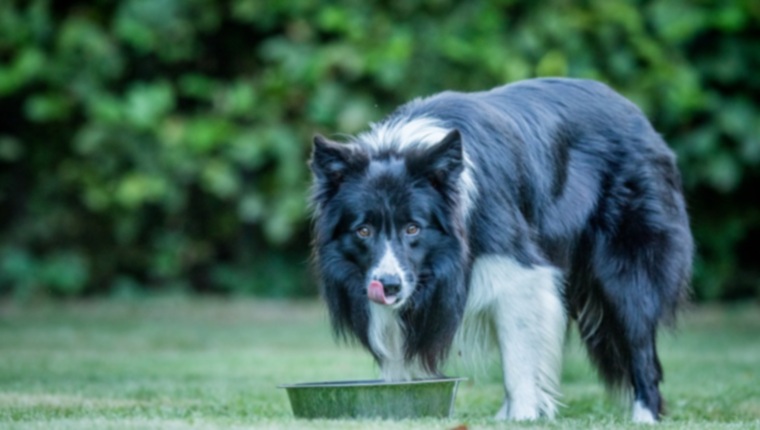 Вращение источников белка в вашей собаке: почему вы должны это делать? И как?