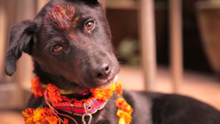В Непале празднуют собак во время фестиваля Дивали