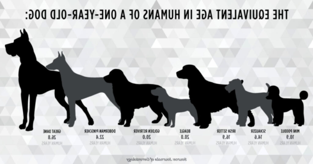 Недостатки правила семи лет: насколько точны «собачьи годы»?