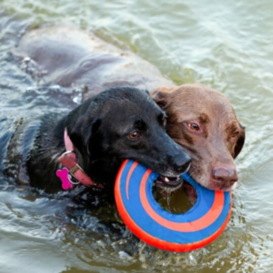 Топ-10 собак, которые любят воду