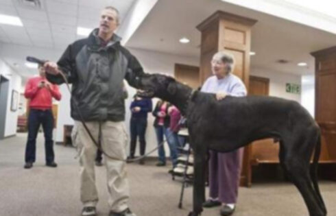 Самая высокая собака в мире скончалась