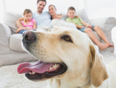 Практические советы по созданию дома, благоприятного для собак