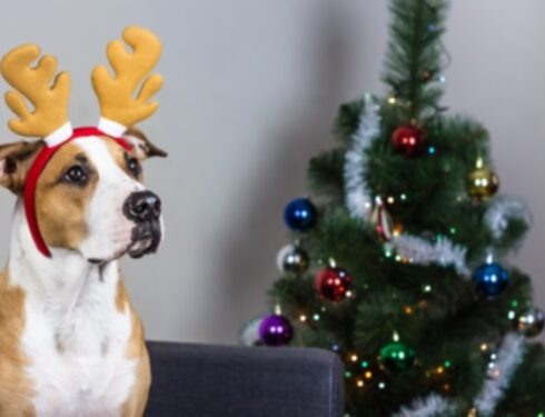 10 смешных способов нарядить собаку на праздники
