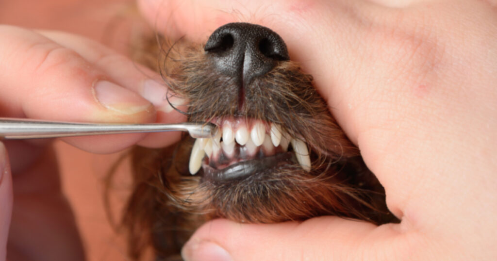 Зубная фея помогает бездомным собакам и кошкам