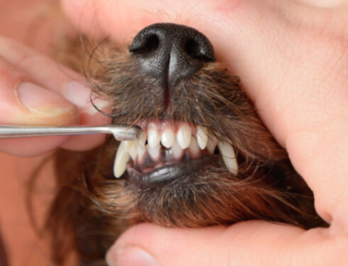 Зубная фея помогает бездомным собакам и кошкам