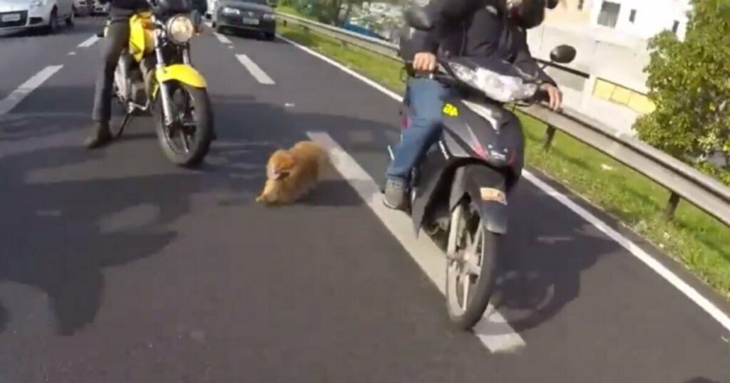 Маленькая собачка, спасенная байкерами на оживленном шоссе