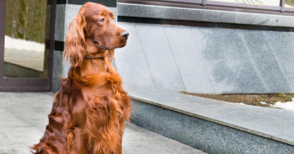 Неделя предотвращения отравления: убийство на выставке собак в Крафтс и 5 вещей, токсичных для вашей собаки