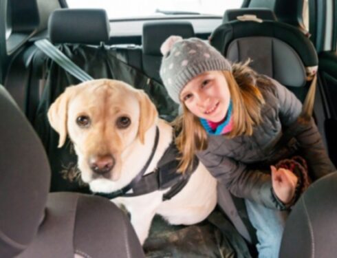 Ремни безопасности для собак: можно ли вашей собаке ездить на дробовике?