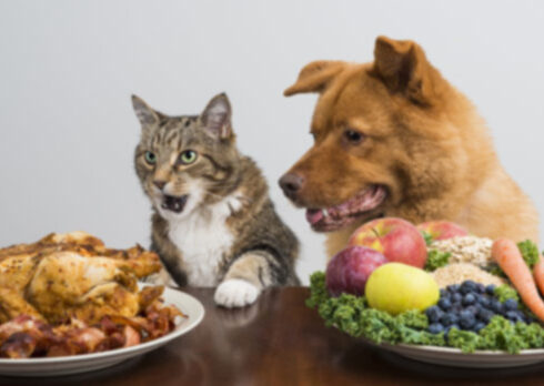 Здорово ли быть вегетарианцем для кошек и собак?
