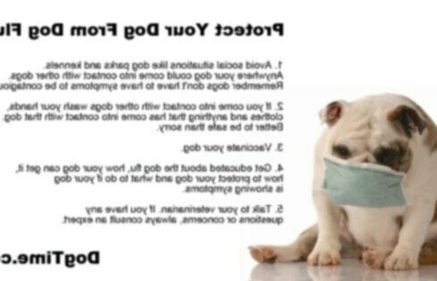 Эпидемия собачьего гриппа: как защитить свою собаку